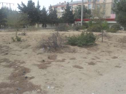 Bakıda növbəti “ağac qətliamı”...