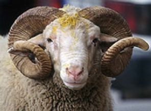 Qurban bayramı ilə əlaqədar 4 gün iş olmayacaq