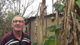 Şimalda tropik meyvə yetişdirən bağban...