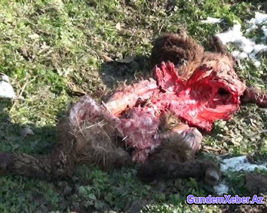 Dəhşət: Cəlilabadda canavar qoyunları parçaladı - Foto - Video