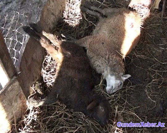 Dəhşət: Cəlilabadda canavar qoyunları parçaladı - Foto - Video