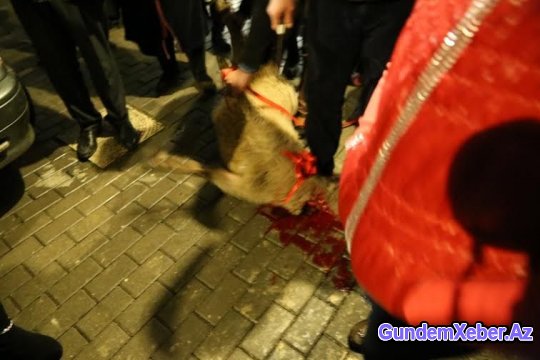 Lamiyə Şəmkirdə belə qarşılandı - FOTOLAR