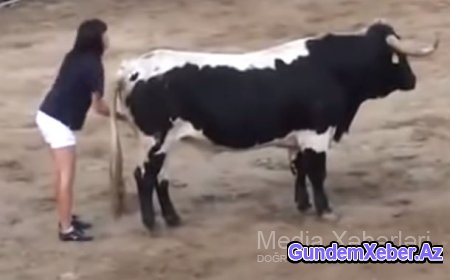 Qızışmış buğanı gənc qız görün necə sakitləşdirdi — VİDEO 18+