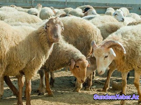 Qurban bayramı zamanı özünüzü bəzi işbazlardan qoruyun! - ARAŞDIRMA