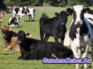 Azərbaycan Türkiyənin bəzi bölgələrindən diri heyvan və heyvandarlıq məhsullarının idxalını məhdudlaşdırıb