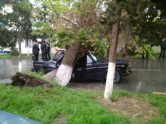 Ucarda ağac avtomobilin üzərinə aşıb iki yerə böldü-FOTOLAR