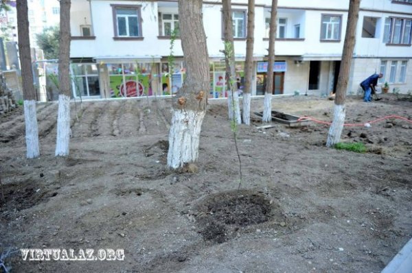 Eldar Mahmudovun ölkədən didərgin saldığı biznesmen qayıtdı, ağacları qırmağa başladı
