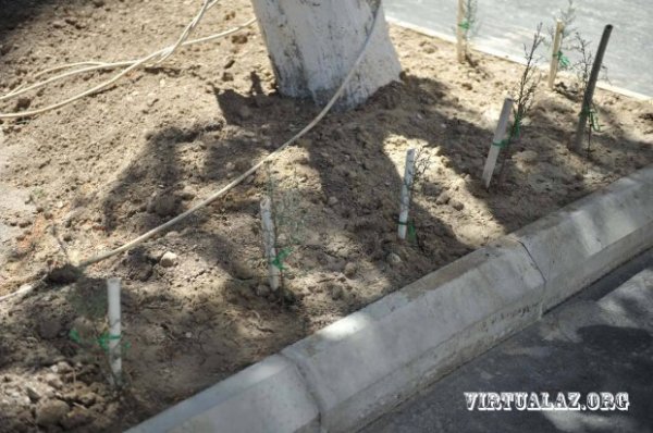 Eldar Mahmudovun ölkədən didərgin saldığı biznesmen qayıtdı, ağacları qırmağa başladı