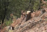 Qaxda nadir ağac növlərinin nəsli kəsilmək üzrədir