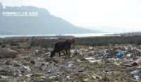 “Kim çirkabın içində yaşamaq istəyər ki? Ayrı çarəmiz yoxdur...”