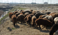 Ət sürətlə bahalaşır, heyvan qıtlaşır...