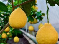 3 kiloqram ağırlığında limon yetişdirilib