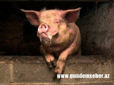 Donuz fermerin cinsi orqanını dişləyib öldürdü