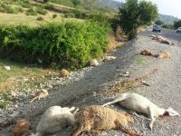 Şamaxıda iki avtomobil qoyun sürüsünə girdi