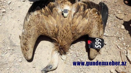 Türkiyəyə göndərilən casus quş ələ keçirildi – FOTOLAR