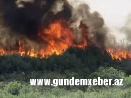 Qəbələdə meşə yanğınlarının söndürülməsi əməliyyatı davam edir — Nazirlik