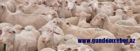Bakıda Qurbanlıq heyvanların satılacağı ünvanlar