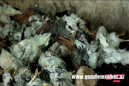 İsmayıllıda quşçuluq ferması yanıb, 10 min quş tələf olub - FOTOLAR