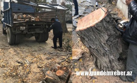 Nəsimidə yaşıllıq qətliamı — Onlarla hündür ağac kəsildi