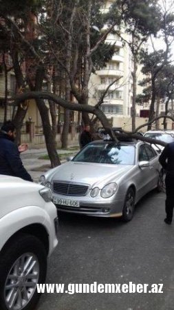 Külək 17 ağacı aşırdı: Yol bağlandı - FOTO (YENİLƏNDİ)