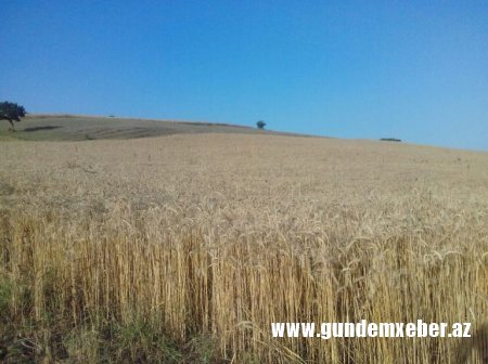 Rövşən Bağırov Lerik fermerlərinin qəsdinə durub - Zəmilər məhv olur, nə başçı eşidir, nə də nazirlik...
