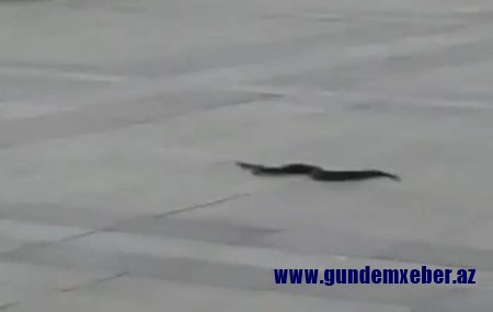Müğənnidən xəbərdarlıq: Bakı bulvarında ilanlar var! - VİDEO