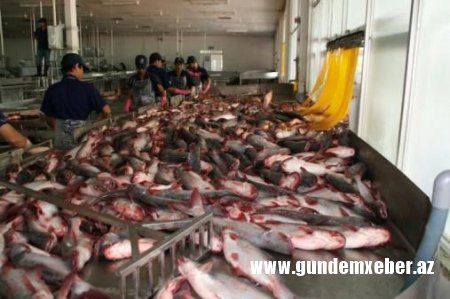 "Təzə Bazar"da balığın haradan gətirildiyi məlum deyil - XƏBƏRDARLIQ