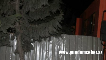 Leyla Əliyevaya qarşı: oğlu adam öldürən Nəsimi şefi yaşıllıqları qətlə yetirir – FOTO