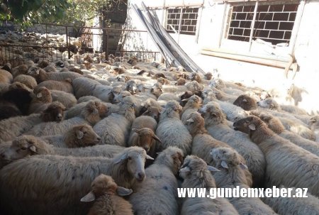 Prezidentin fermer təsərrüfatının inkişafına aid sərəncamlarına qarşı Qax Rayon İcra Başçısının atdığı addımlar təsərrüfatçıların etirazına səbəb oldu. - VİDEO və FOTOLAR Prezidentin fermer təsərrüfatının inkişafına aid sərəncamlarına qarşı Qax Rayon İcra Başçısının atdığı addımlar təsərrüfatçıların etirazına səbəb oldu. - VİDEO və FOTOLAR