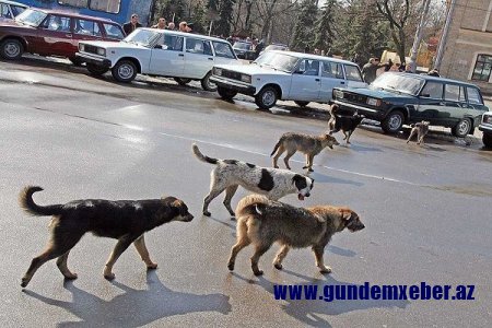 Küçə itləri Bakı sakinlərinə rahatlıq vermir
