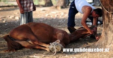 Bərdədə 600 kiloqram at əti aşkarlanıb