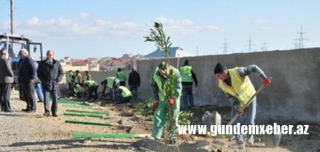 Abşeron rayonunda növbəti ağacəkmə aksiyası keçirildi - FOTOLAR
