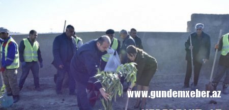 Abşeron rayonunda növbəti ağacəkmə aksiyası keçirildi - FOTOLAR