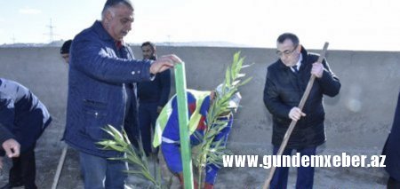 Abşeron rayonunda növbəti ağacəkmə aksiyası keçirildi - FOTOLAR