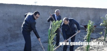 Abşeron rayonunda növbəti ağacəkmə aksiyası keçirildi - FOTOLAR
