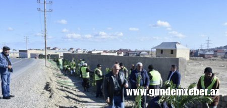 Abşeron rayonunda növbəti ağacəkmə aksiyası keçirildi - FOTOLAR