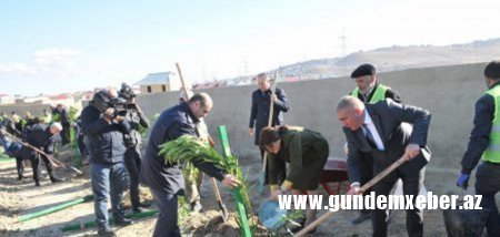 Abşeron rayonunda növbəti ağacəkmə aksiyası keçirildi - FOTOLAR