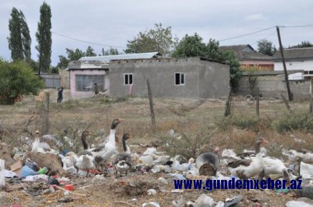 Şabranda keçirilən dövlət satınalmalarının “pərdəarxası” - FOTOLAR