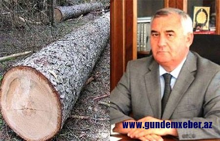 Alı Alıyev prezidentin xəbərdarlığına məhəl qoymadı: Horadizdə 100 illik ağaclar kəsdirdi - VİDEO