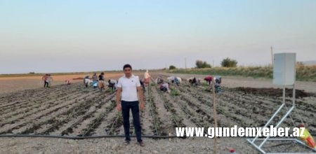 Ağsuda stevia bitkisinin əkininə başlanıldı – Gənc müəllimin uğuru 