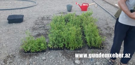 Ağsuda stevia bitkisinin əkininə başlanıldı – Gənc müəllimin uğuru 
