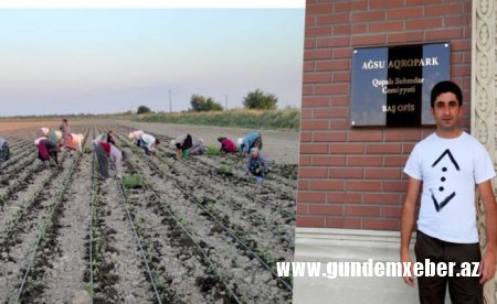 Ağsuda stevia bitkisinin əkininə başlanıldı – Gənc müəllimin uğuru