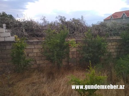 Adil Vəliyevin Kürdəxanıda zeytun əməliyyatı (FOTO FAKT)