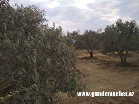 Adil Vəliyevin Kürdəxanıda zeytun əməliyyatı (FOTO FAKT)