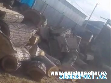 Şəmkir Regional Meşə Təsərrüfatı Mərkəzi üzərinə düşən öhdəlikləri pozaraq rayonların meşələrinin dağıdılmasına, meşə zolağına mal-qaranın, hətta donuzların lövbər salmasına şərait yaradıb