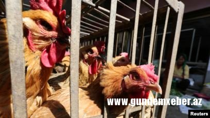 Cində daha bir virus - quş qripi