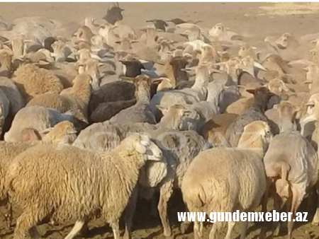 BX rəisinin yarıtmaz fəaliyyəti heyvanların kütləvi ölümünə səbəb olub - İDDİA