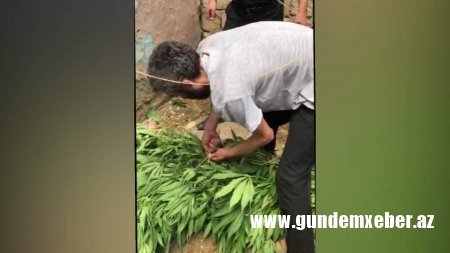 Suraxanı rayonunda narkotik  bitkilər əkib-becərən şəxs saxlanılıb