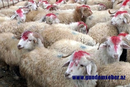Pandemiya şəraitində ilk Qurban bayramı - qiymətlər və qaydalar