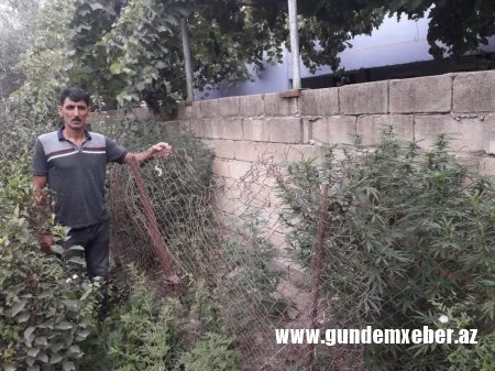 Neftçalada çətənə bitkisi yetişdirən şəxs saxlanılıb -FOTO